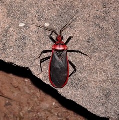 Rhiginia cinctiventris