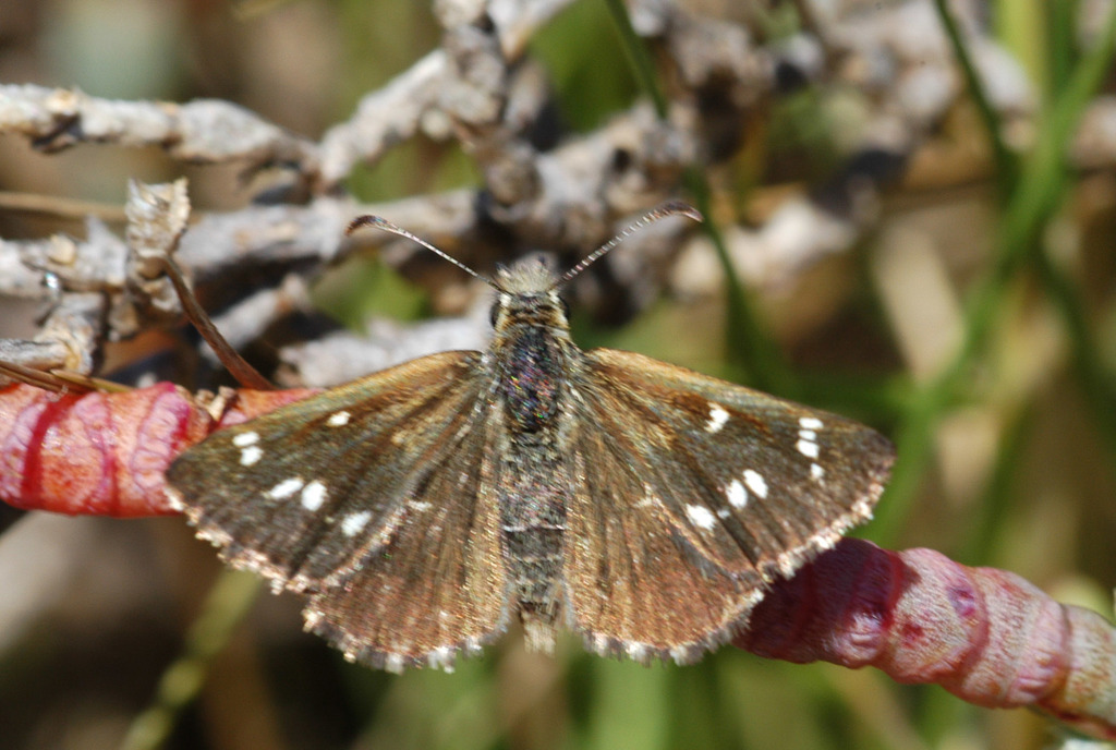 Cynone Skipper