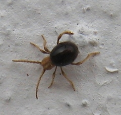 Ptininae