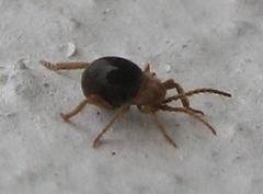 Ptininae