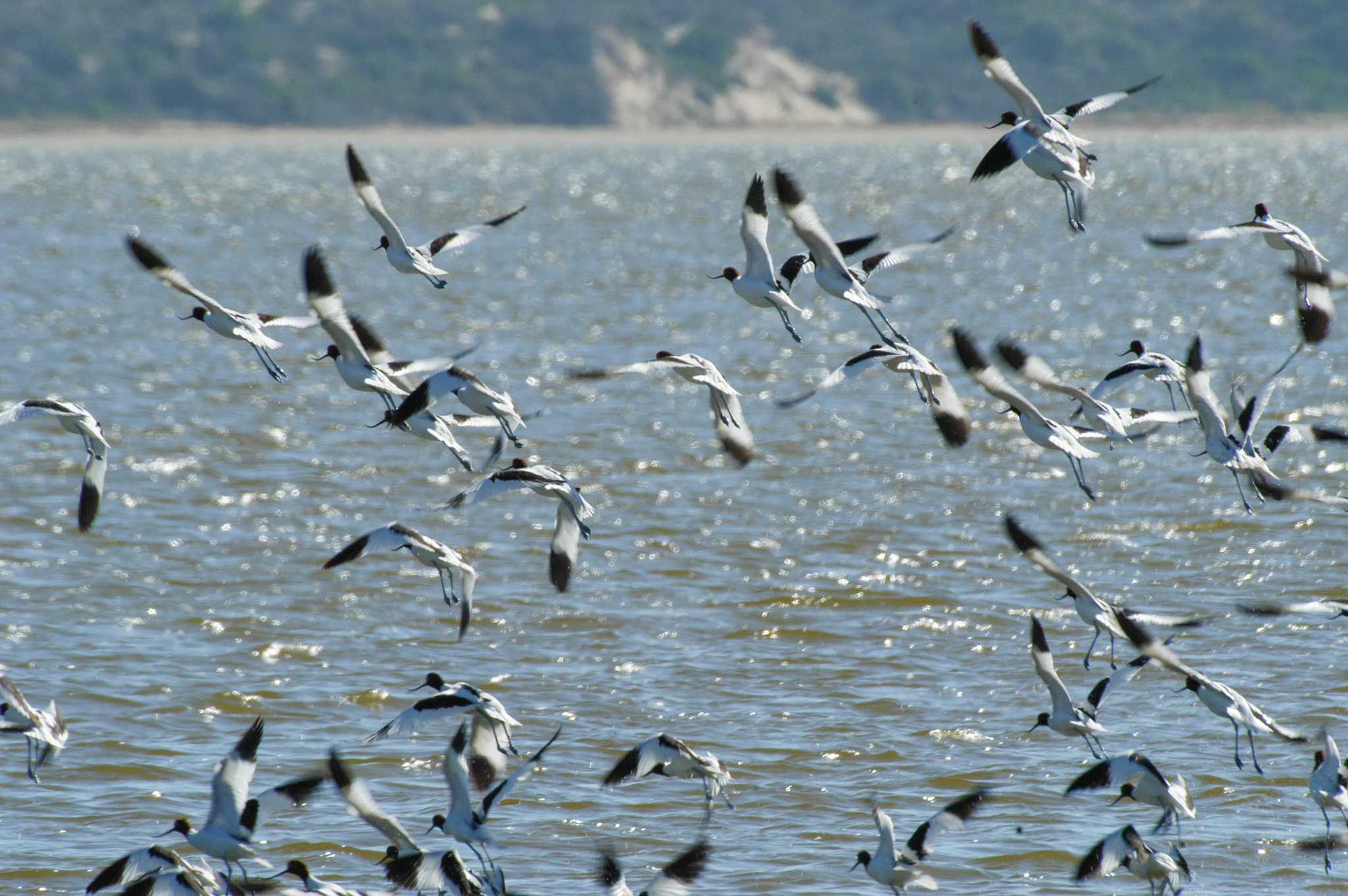 Red-necked Avocet illustration
