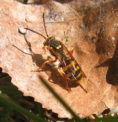 Nomada luteoloides