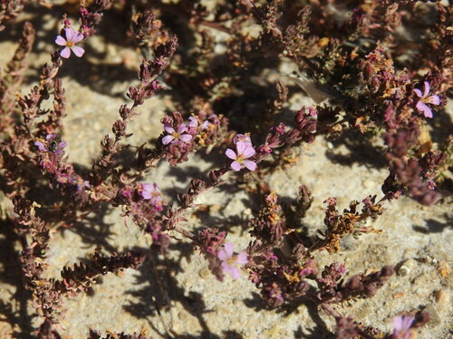 Image of Frankenia laevis by (c) Duarte Frade, some rights reserved (CC BY)
