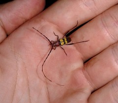 Aethecerinus latecinctus