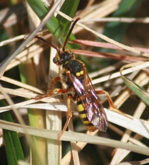 Nomada luteoloides