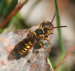 Nomada luteoloides