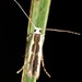 Titoki Moth - Photo (c) Dougal Townsend, some rights reserved (CC BY-NC), uploaded by Dougal Townsend
