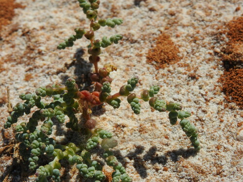 Image of Halopeplis amplexicaulis by (c) Duarte Frade, some rights reserved (CC BY)