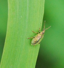 Phyllobius betulinus