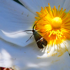 Adela australis
