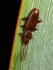 Cryptamorpha brevicornis