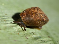 Therasiinae