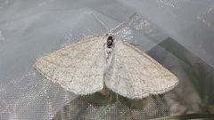 Perconia strigillaria