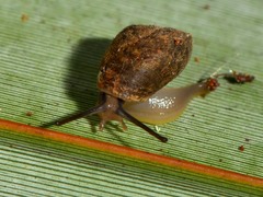 Therasiinae