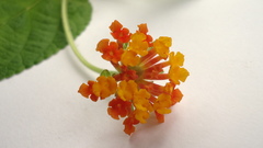 Lantana tiliaefolia