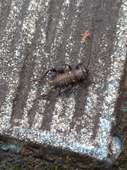 Teleogryllus occipitalis