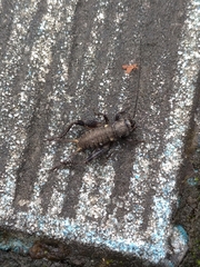 Teleogryllus occipitalis