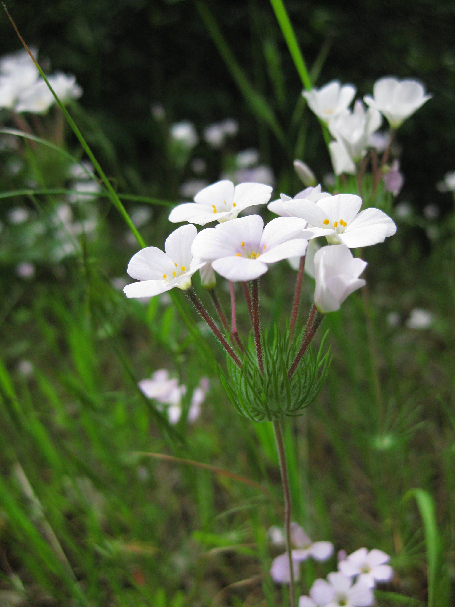 Leptosiphon montanus