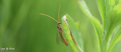 Ctenopelmatinae