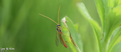 Ctenopelmatinae