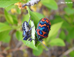 Poecilocoris splendidulus