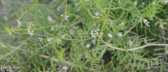 Vicia hirsuta