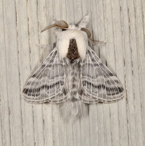 iNaturalist observation photo of Tolype Moths