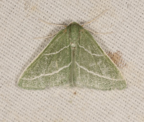 iNaturalist observation photo of Oblique-striped Emerald