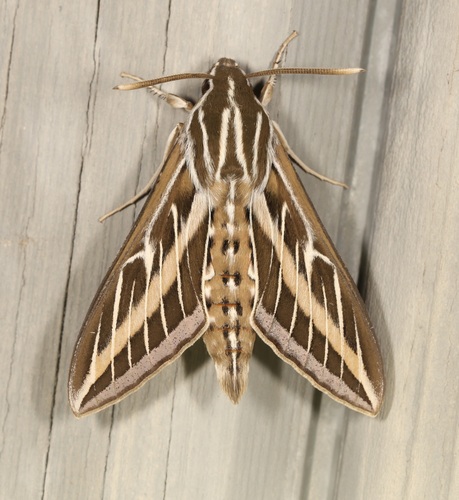 iNaturalist observation photo of White-lined Sphinx