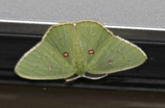 Comostola leucomerata