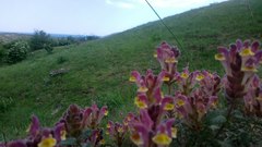 Scutellaria orientalis orientalis