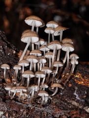 Mycena mulawaestris