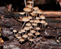 Mycena mulawaestris