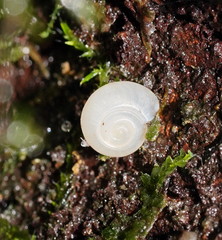 Meredithena dandenongensis