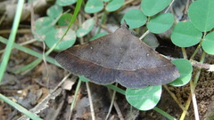 Hypospila bolinoides
