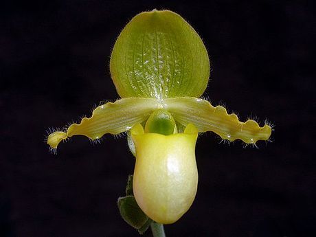 Primrose Yellow Paphiopedilum (Paphiopedilum primulinum)