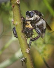 Mallophora bomboides