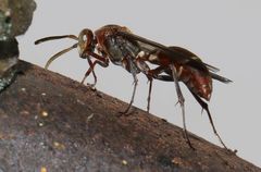 Polistes smithii