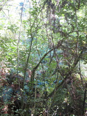 Parsonsia heterophylla