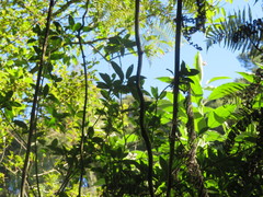 Parsonsia heterophylla