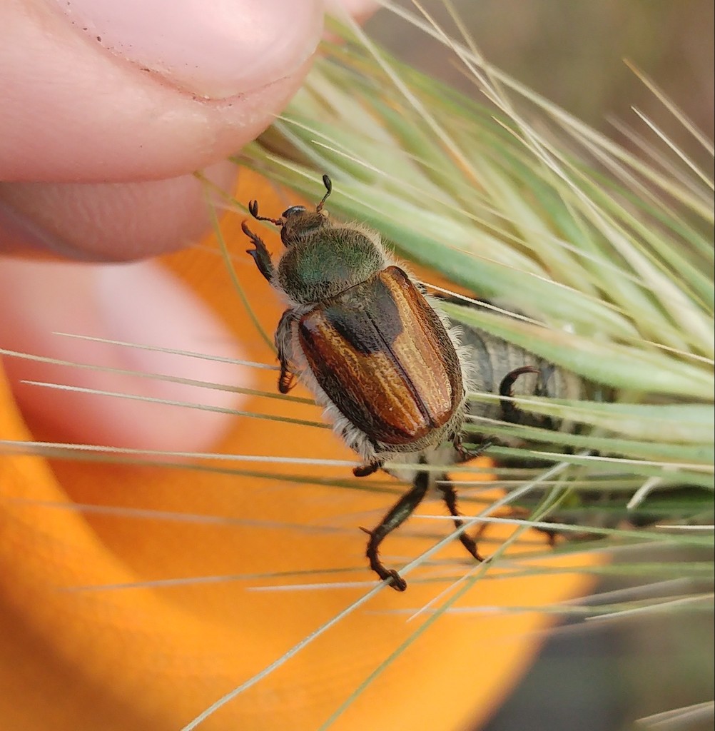 Anisoplia signata