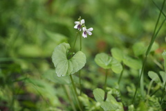 Viola arcuata