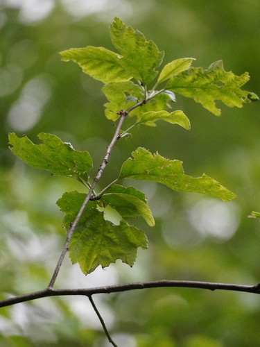 Sharp-toothed Whitebeam (Karpatiosorbus hybrida)