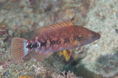 Oxycheilinus celebicus