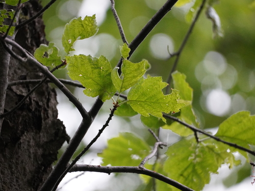 Image of Karpatiosorbus hybrida by (c) Patrick Hacker, some rights reserved (CC BY)