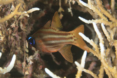 Ostorhinchus compressus