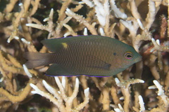 Pomacentrus burroughi