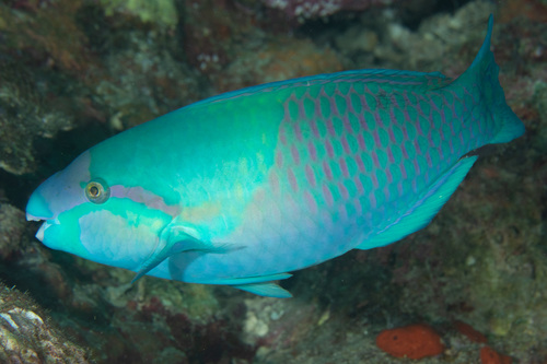 Yellow-barred Parrotfish (Fishes of Heron Island) · iNaturalist