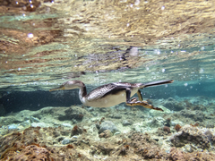European Shag