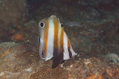 Coradion melanopus